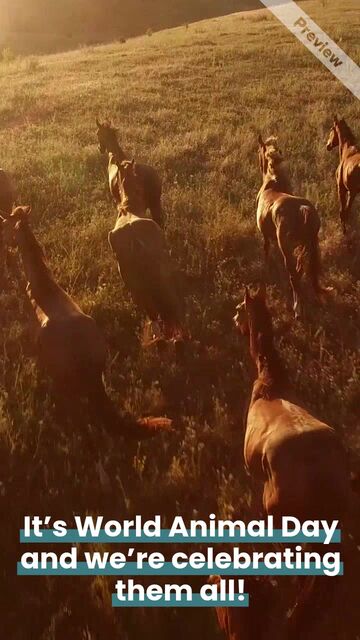 #WorldAnimalDay Video Template