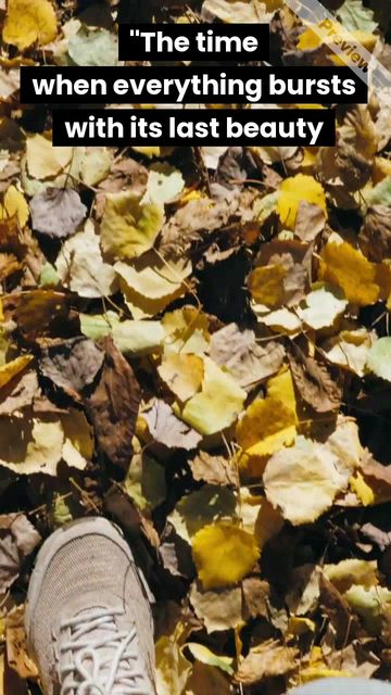 Fall collection Video Template