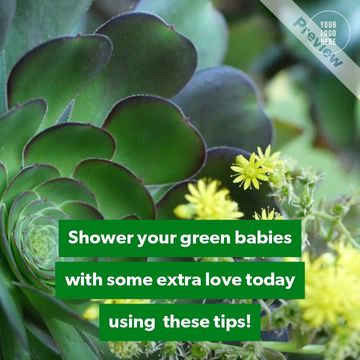 Houseplant Appreciation Day | Jan 10 Video Template