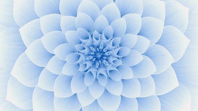 White Flower | Zoom Video Template