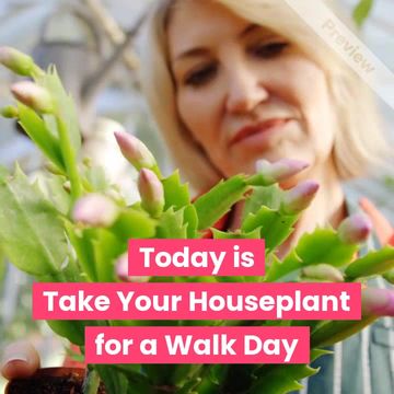 Walk Your Houseplant Day | Jul 27 Video Template