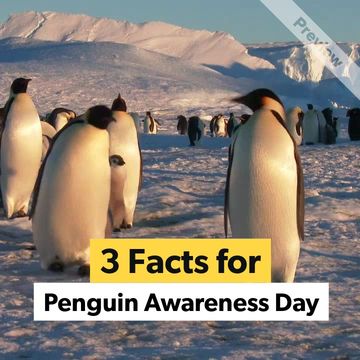 Penguin Awareness Day | Jan 20 Video Template