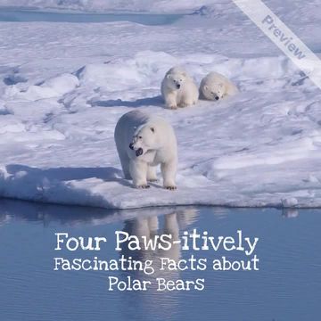Polar Bear Day Video Template