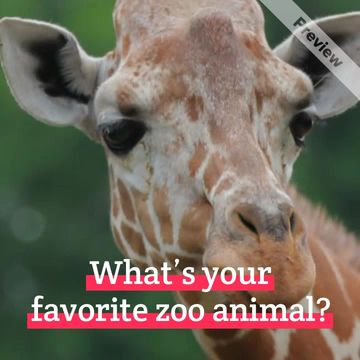 Zoo Lovers Day  | Apr 8 Video Template