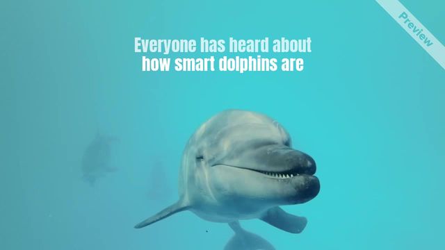 Dolphin Day Video Template