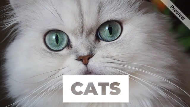 Global Cat Day Video Template