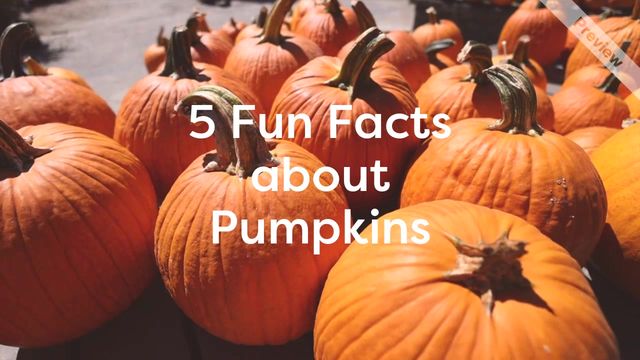 Pumpkin Day Video Template