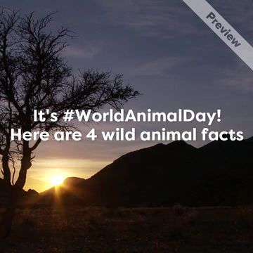 World Animal Day | Oct 4 Video Template
