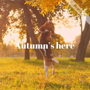 Happy Fall | Greeting Video Template