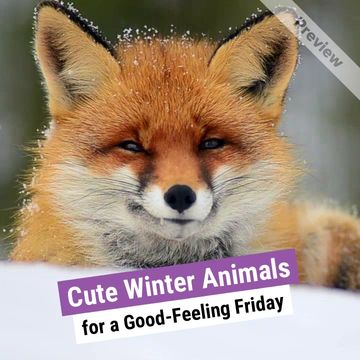 Winter Animals | Feel Good Friday Video Template