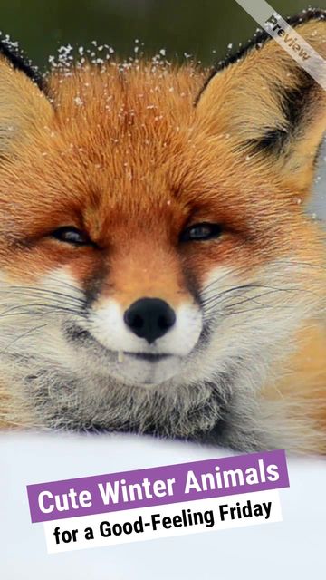 Winter Animals | Feel Good Friday Video Template
