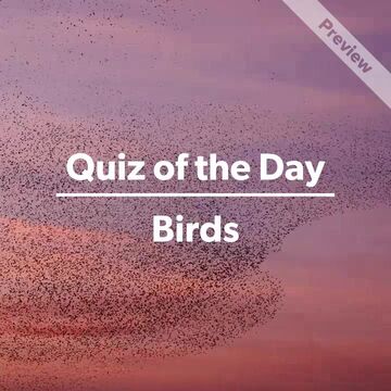 Eagle Facts | Quiz of the Day Video Template