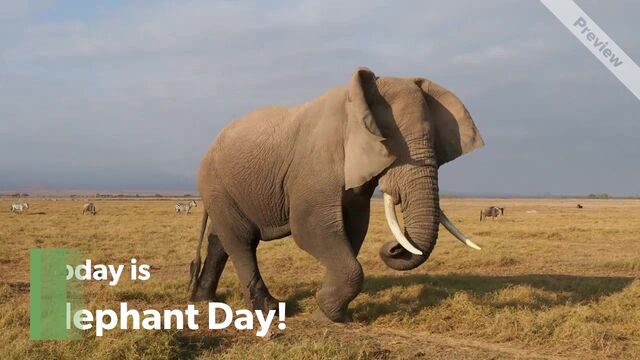 Elephant Day | Aug 12 Video Template