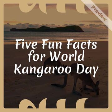 Kangaroo Day Video Template
