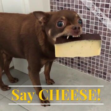 National Cheese Curd Day: Say Cheese to [Offer]! Video Template