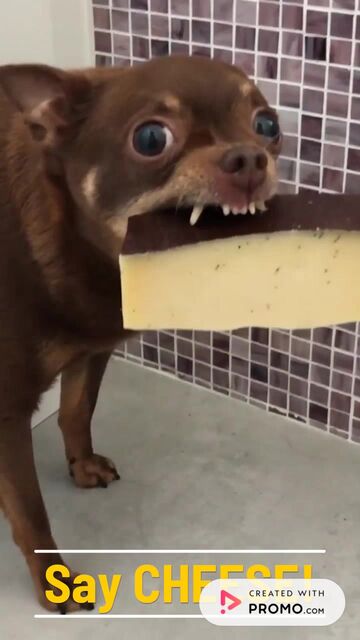 National Cheese Curd Day: Say Cheese to [Offer]! Video Template