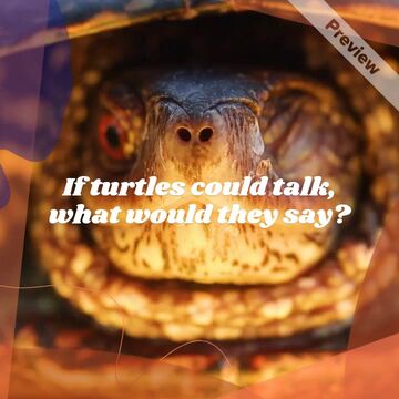 World Turtle Day Video Template