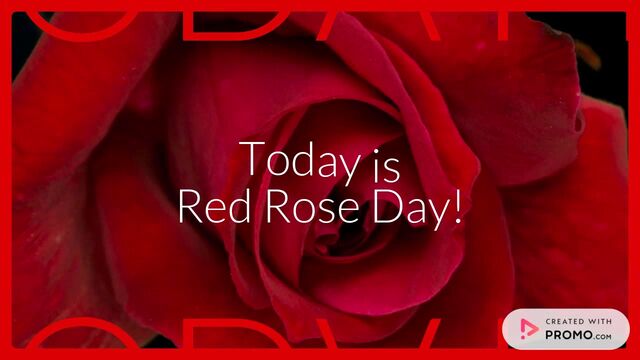 Red Rose Day Video Template